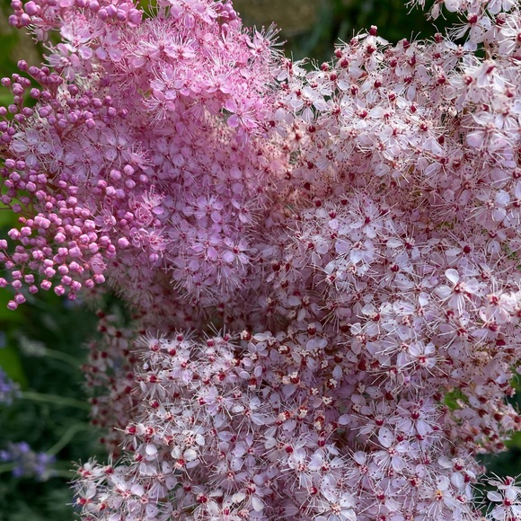 ozzimine